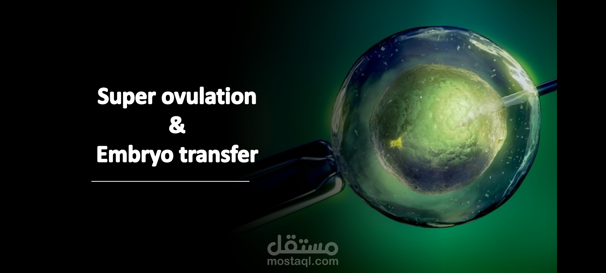 Super ovulation & embryo transfer presentation