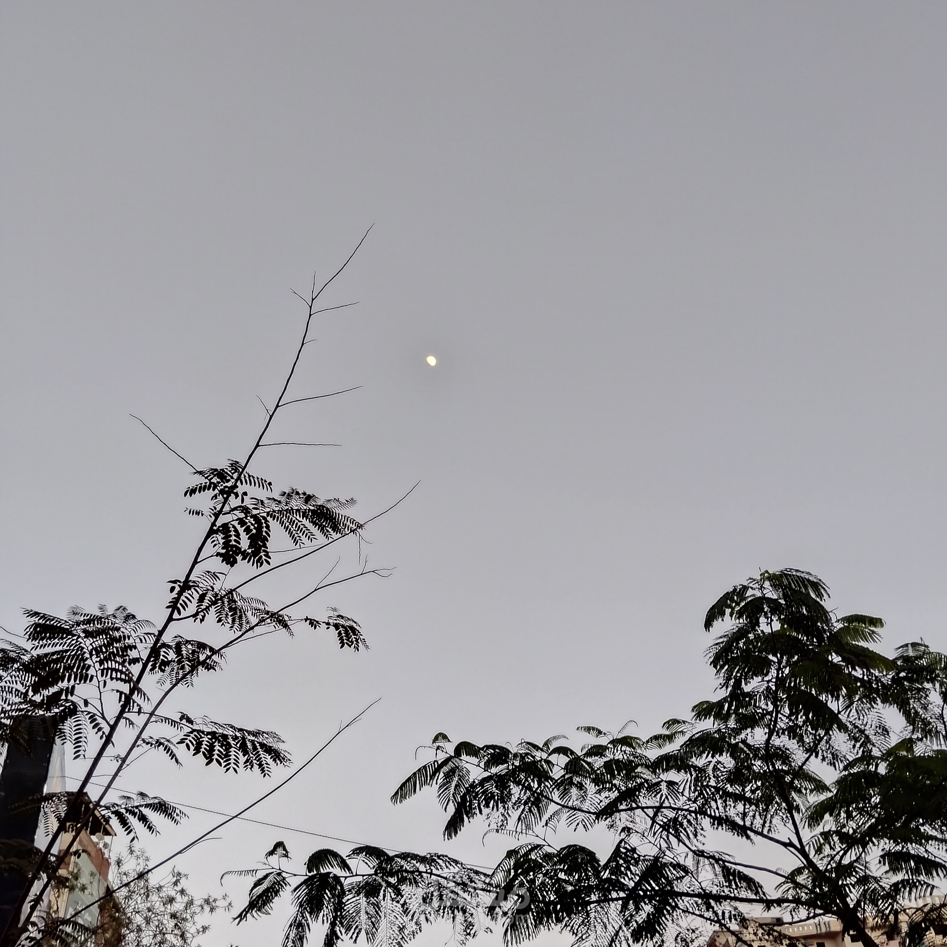 مصور فوتوغرافي