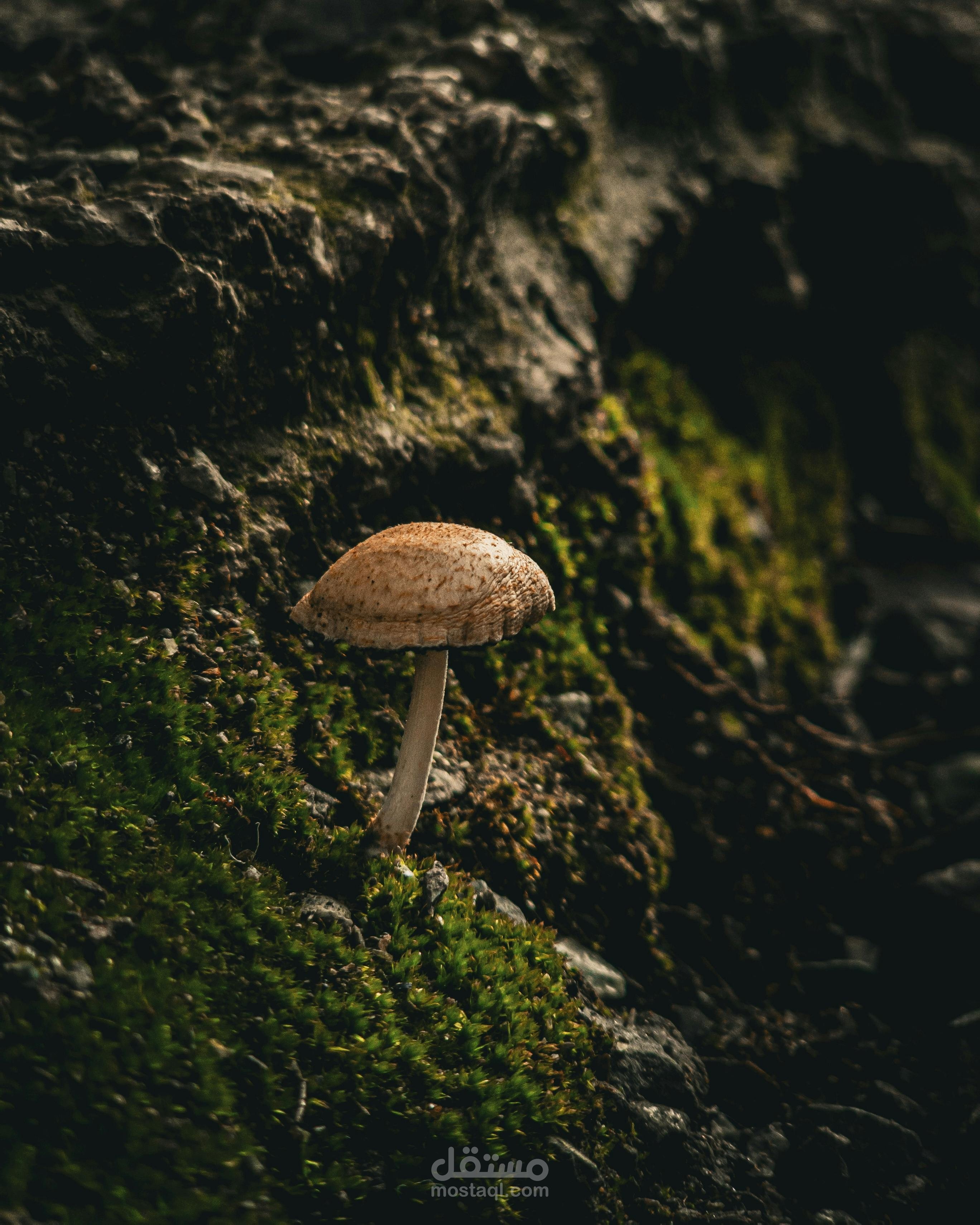 The  Importance of Biodiversity Conservation