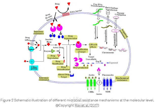 New Strategies to Combat Multidrug-Resistant Bacteria