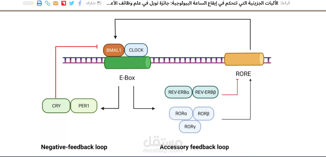 الٱليات الجزيئية التي تتحكم في إيقاع الساعة البيولوجية: جائزة نوبل في علم وظائف الأعضاء