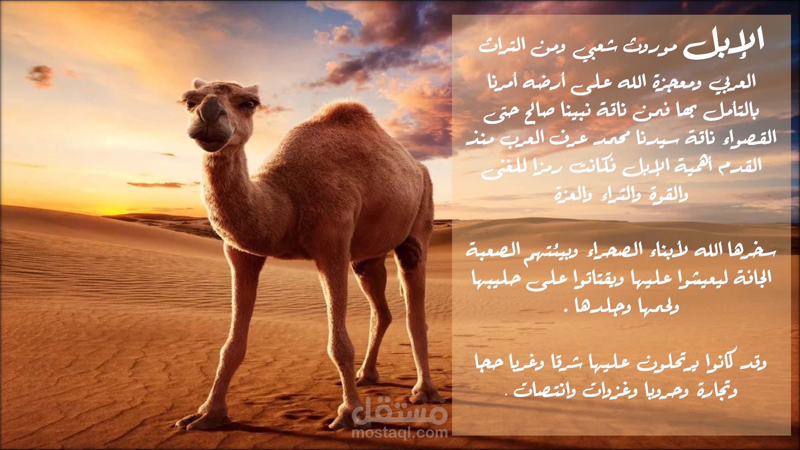 صورة من عرض بوربوينت عن الإبل