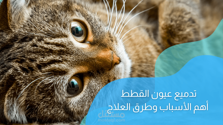 مقال حول تدميع عيون القطط؛ أهم الأسباب وطرق العلاج