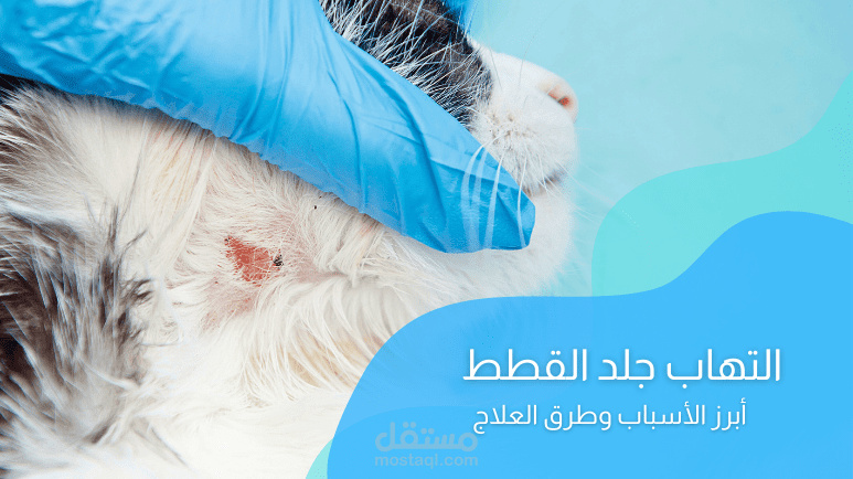 التهاب جلد القطط؛ أهم الأعراض والأسباب وطرق العلاج