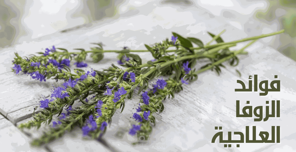 مقال عن فوائد الزوفا العلاجية