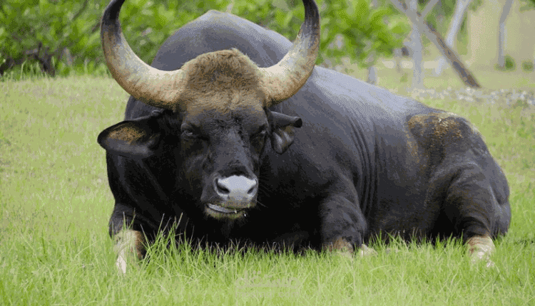 الحلم بالثور لابن سيرين