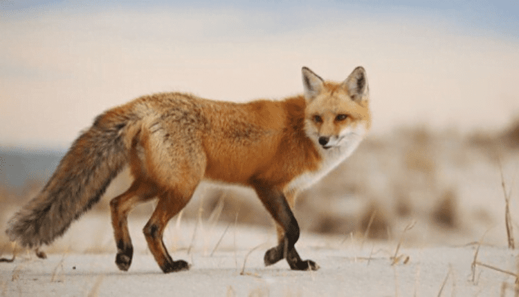 مقالة عن رؤية الثعلب في المنام