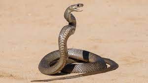 مقالة عن رؤية الحية في المنام واهم التفاسير المتعلقة بلونها حسب ابن سيرين بالنسبة للرجل والمرأة