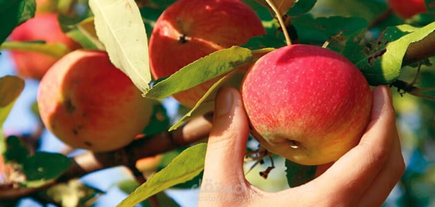 مقالة عن تفسير رؤية الثمار في المنام حسب ابن سيرين بالنسبة للرجل والمرأة