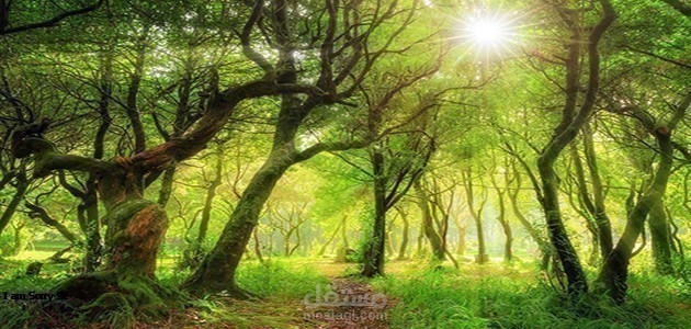 مقالة عن رؤية الغابة في المنام؛ أهم تأويلات الحلم بالنسبة للرجل والمرأة حسب تفاسير ابن سيرين