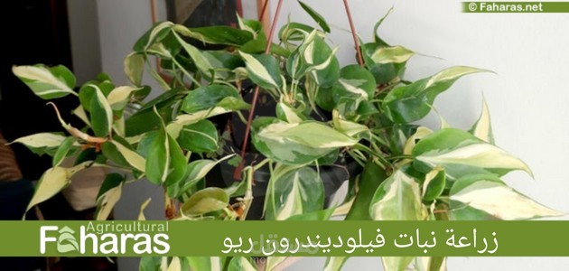 مقال عن زراعة نبات فيلوديندرون ريو