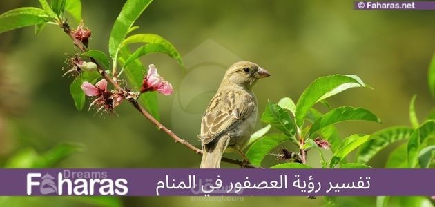 مقال عن تفسير رؤية العصفور في المنام