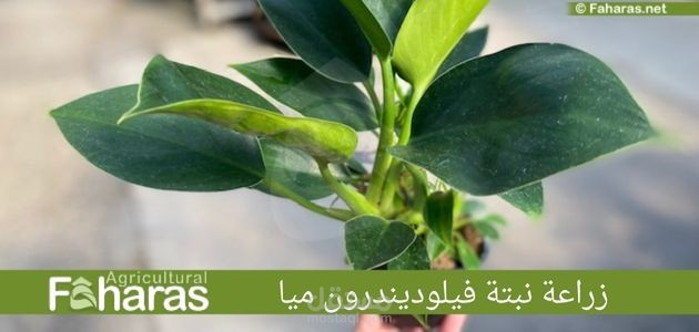 مراجعة زراعة فيلوديندرون ميا