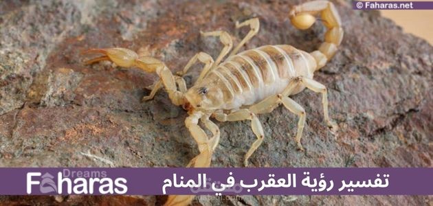 مقال عن تفسير رؤية العقرب في المنام