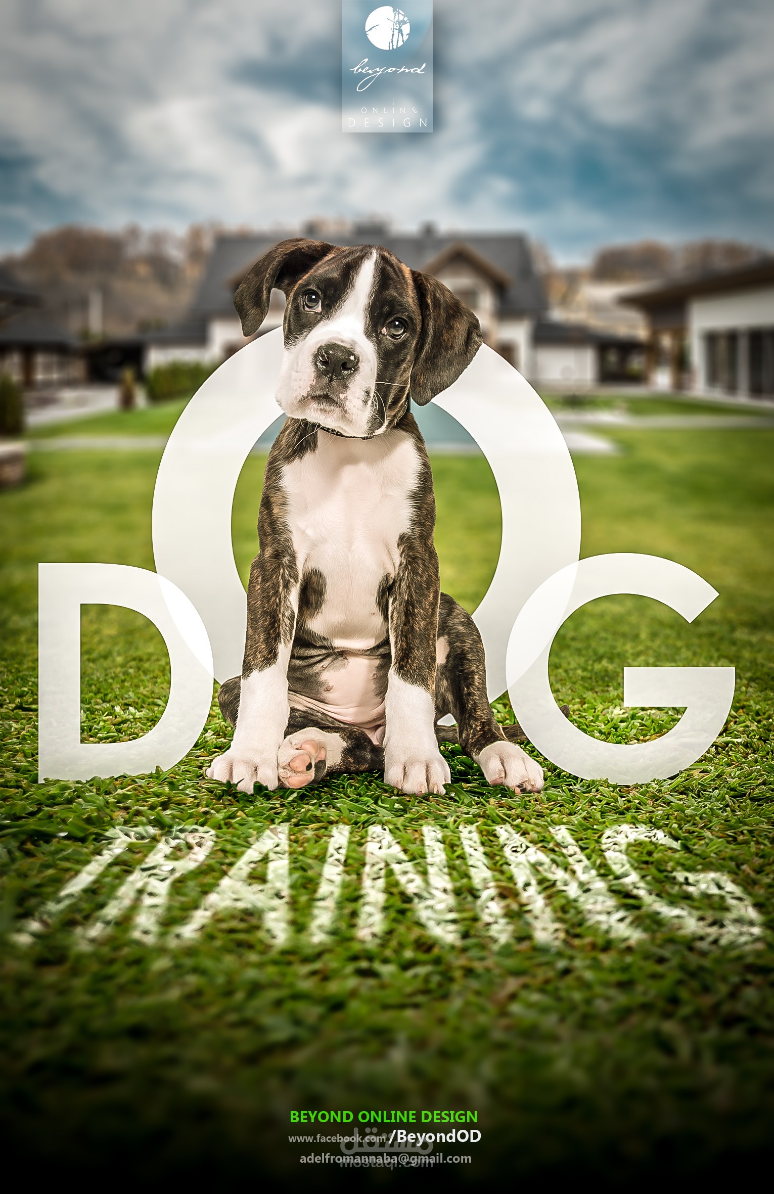 اعلان مركز تدريب الكلاب