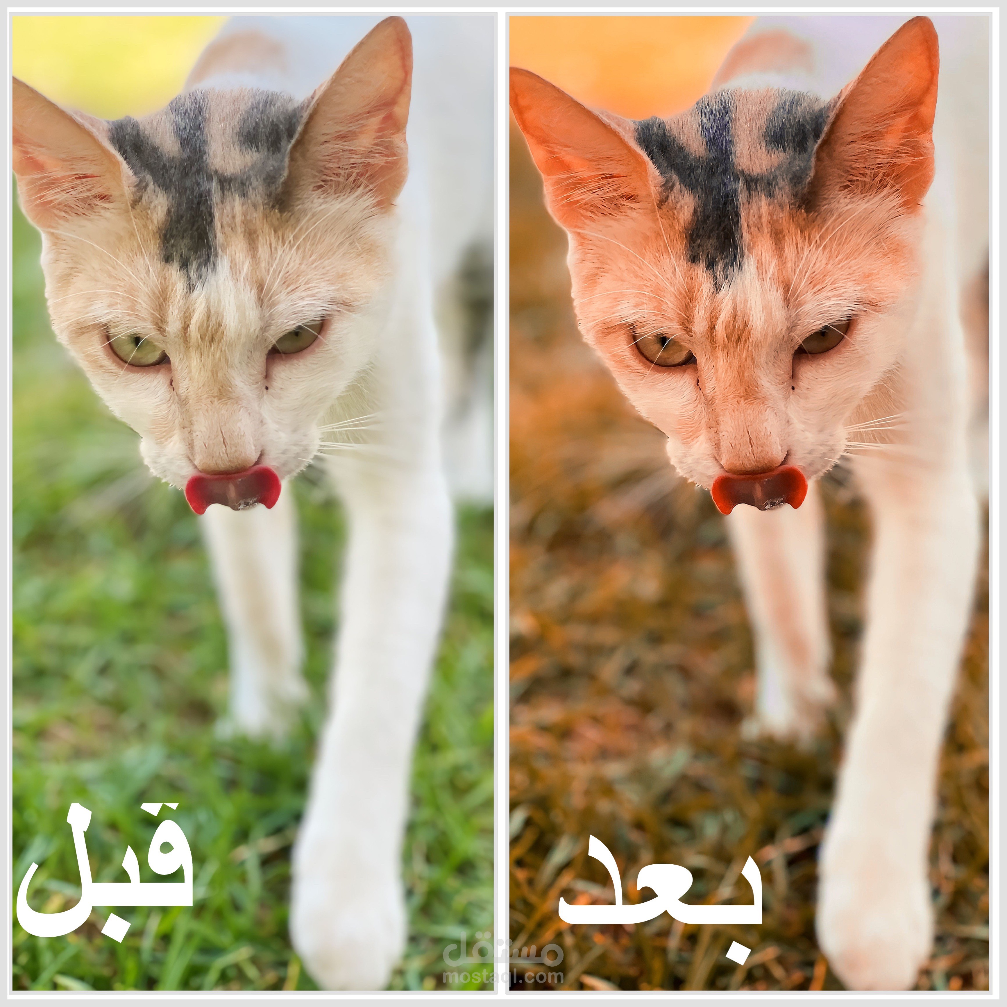 تعديل الصور