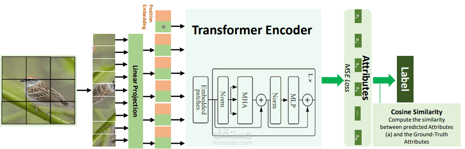 Multi-head Self-attention via Vision Transformer For Zero-shot Learning