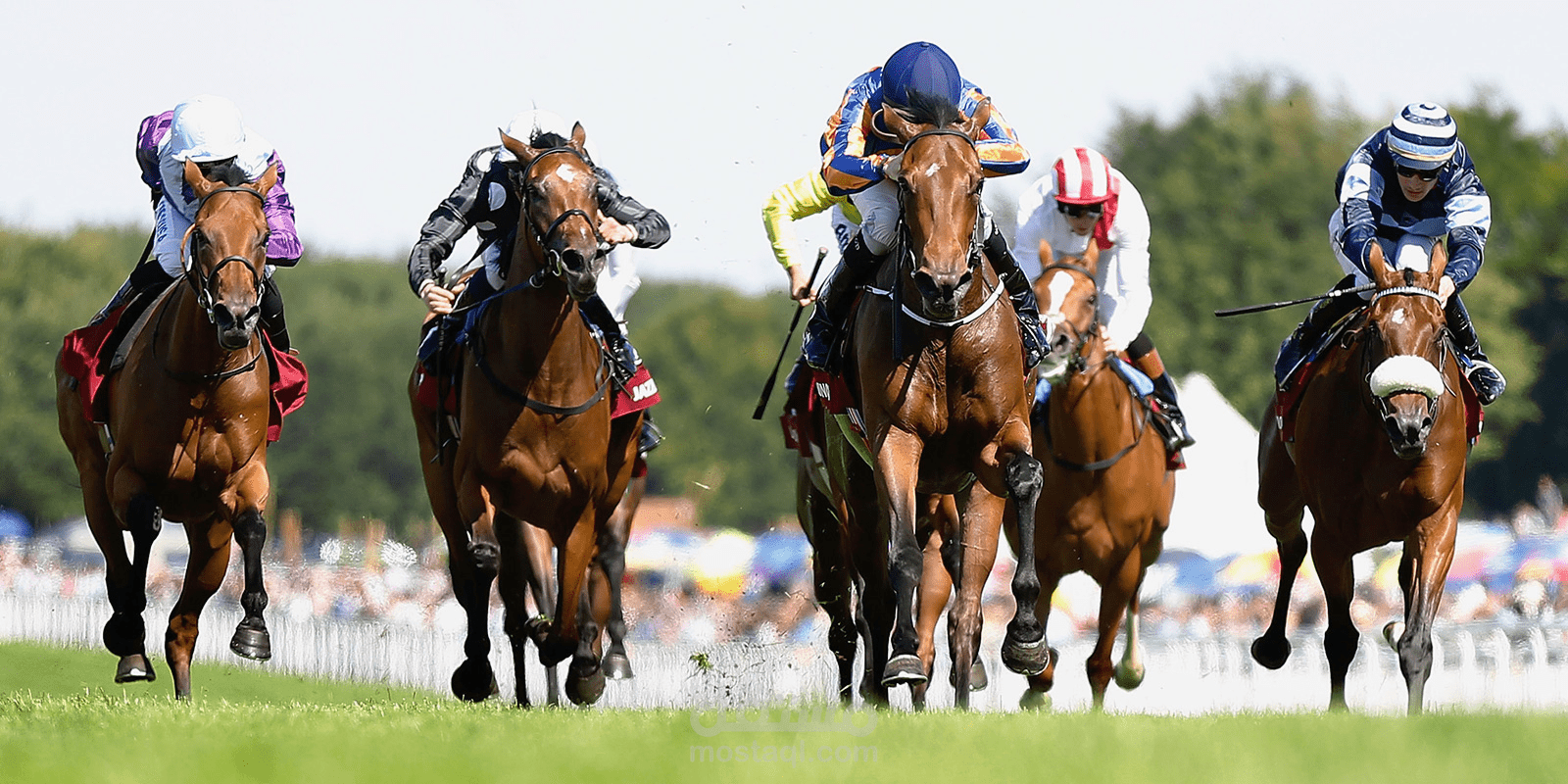 فيديو لنادي الفروسية