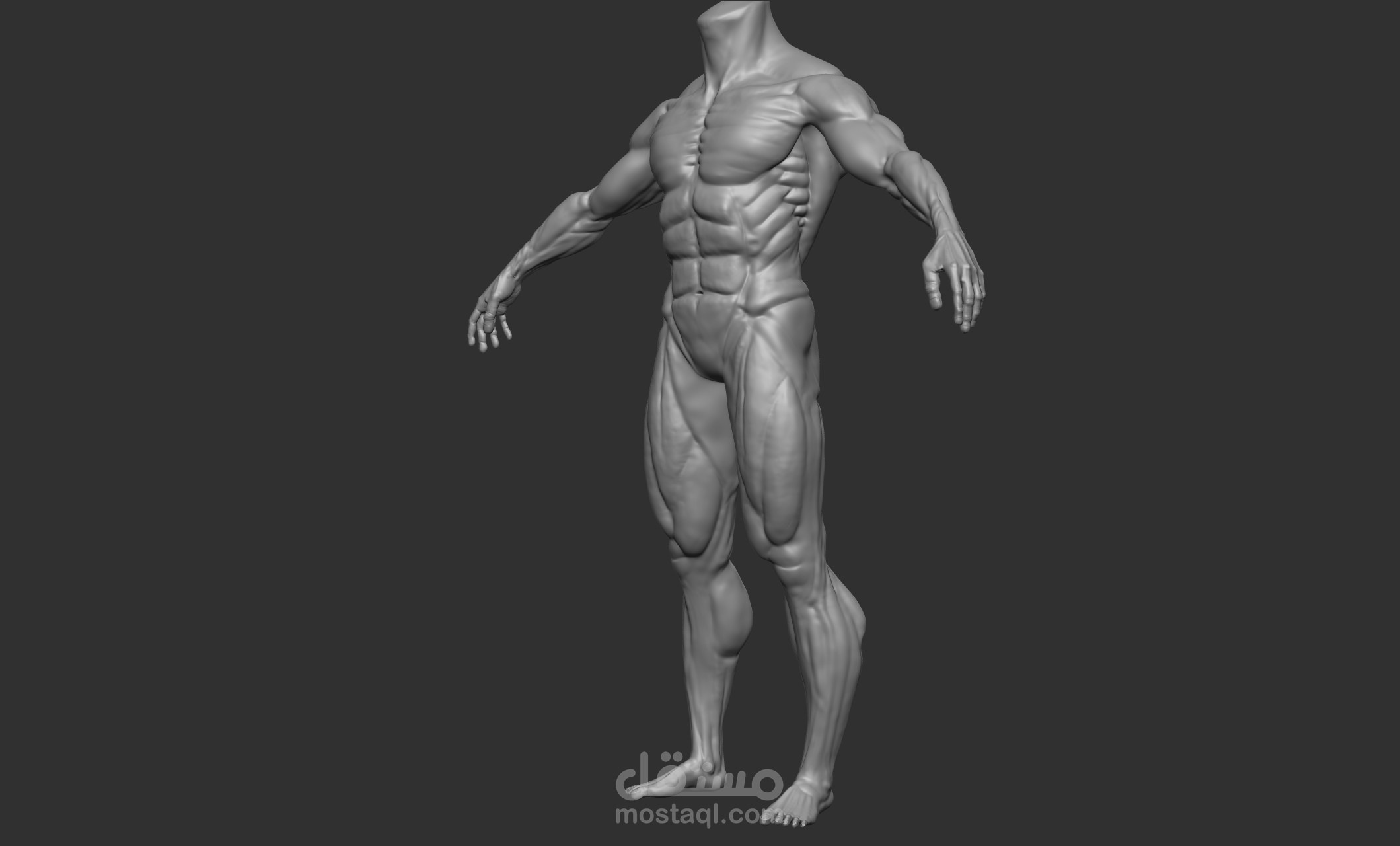 Anatomy study