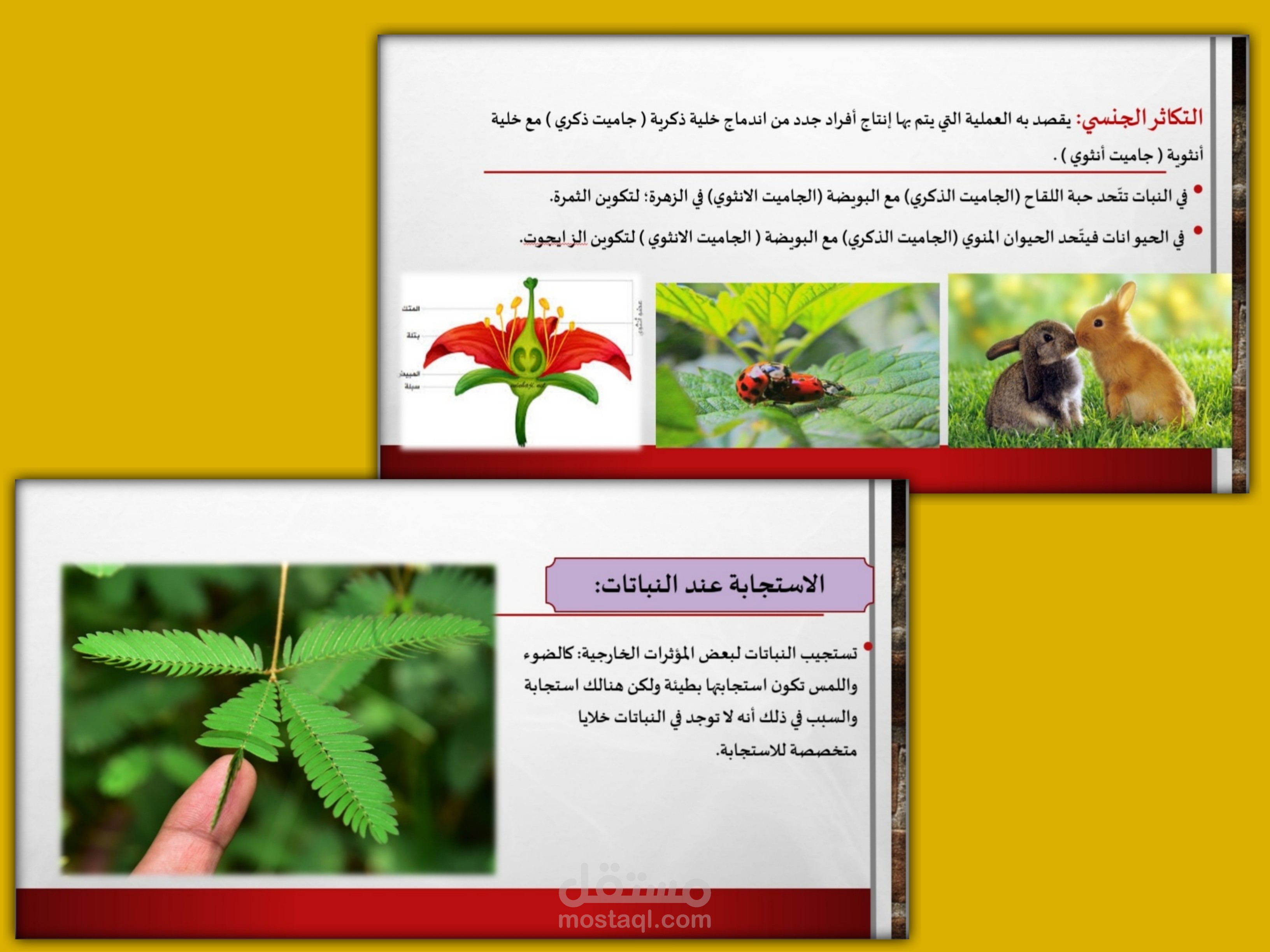 عرض تقديمي  Powerpoint