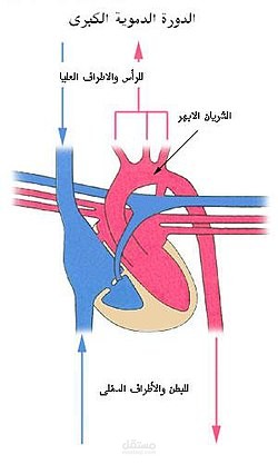 فيديو تعليمي