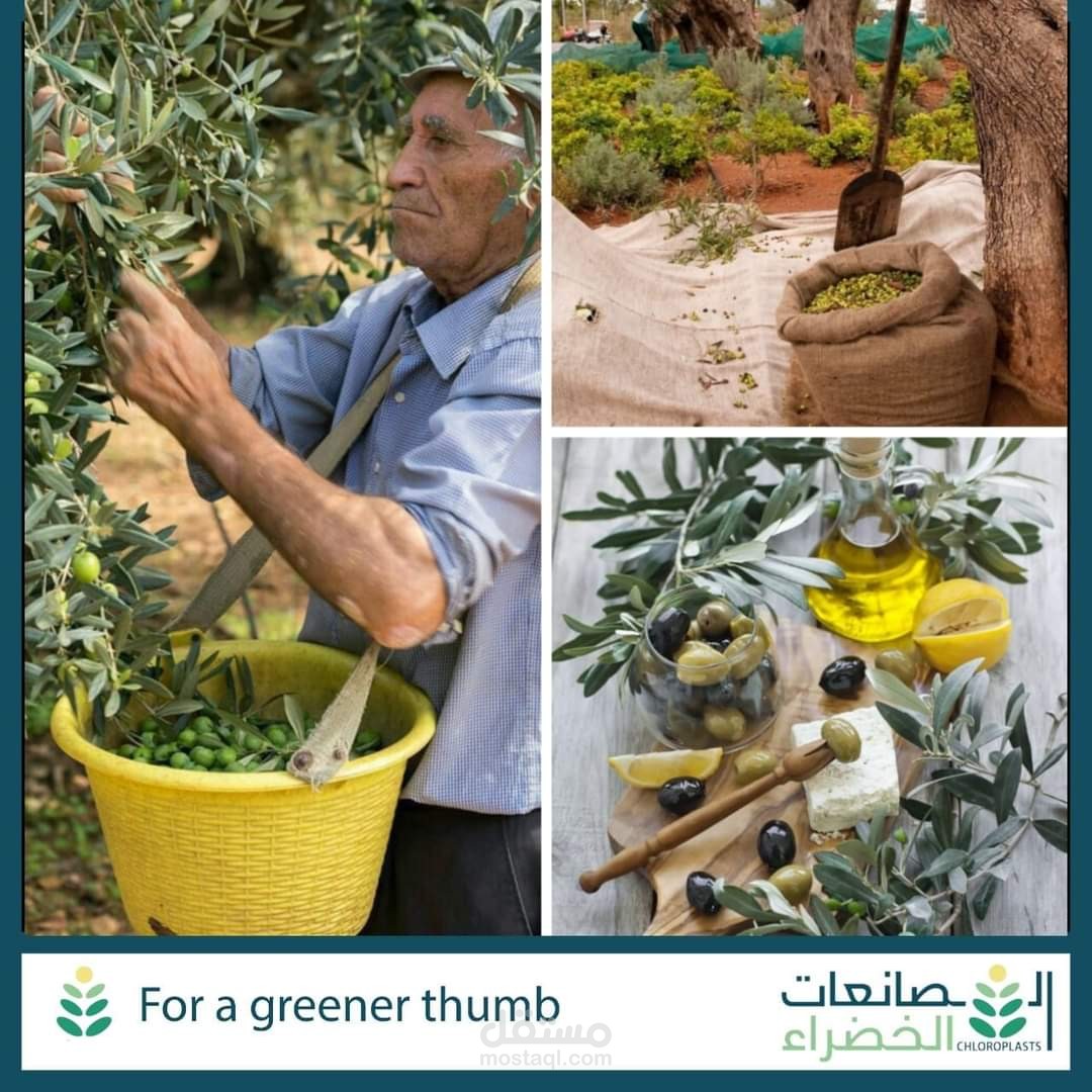 محتوى علمي