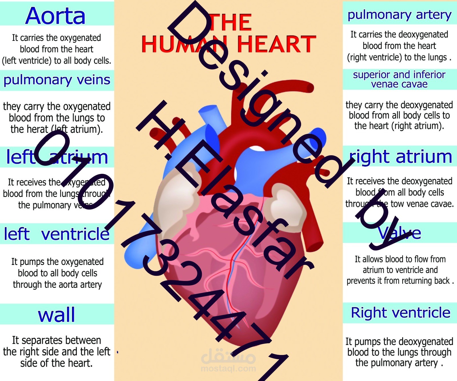 #تصميم The human heart ، قلب الانسان ، تصميمات بنرات وبوستات السوشيال ميديا