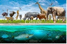 presentation about wild animals