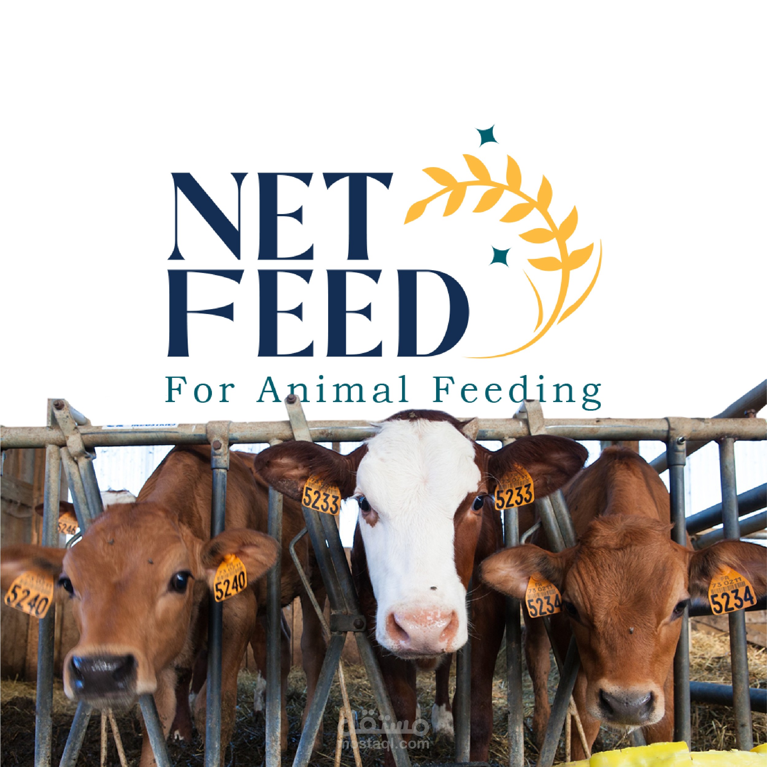 Brand Identity | Net Feed