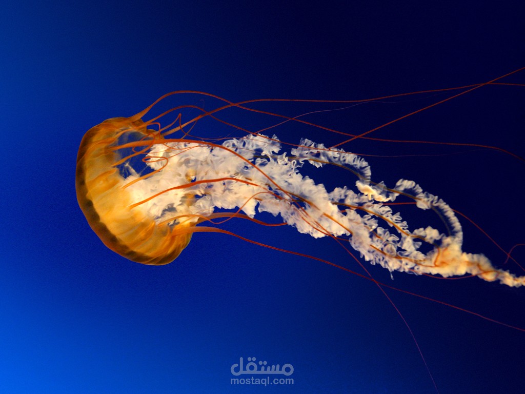 متابعه وتدقيق حسابات العملاء