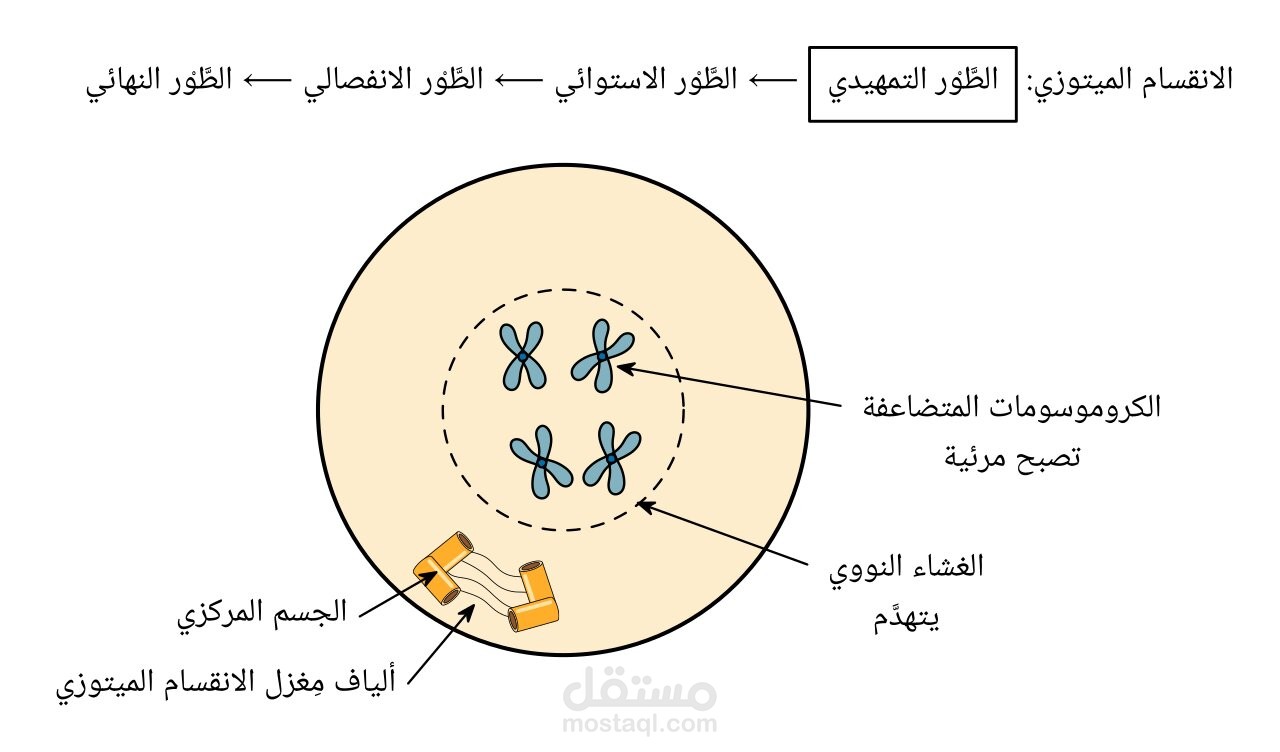 كتابة بحث علمي عن مفهوم الانقسام الميتوزي