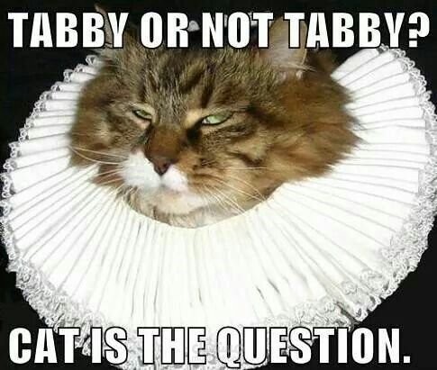 Meme about cats