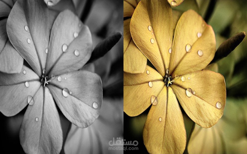 تحويل الصور من الابيض والاسود الى صور ملونة بدقة وجوده عالية.