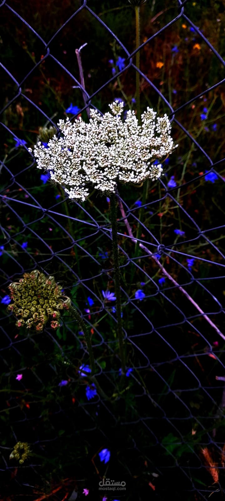 التصوير الفتوتوغرافي للطبيعة والتعديل على الصور