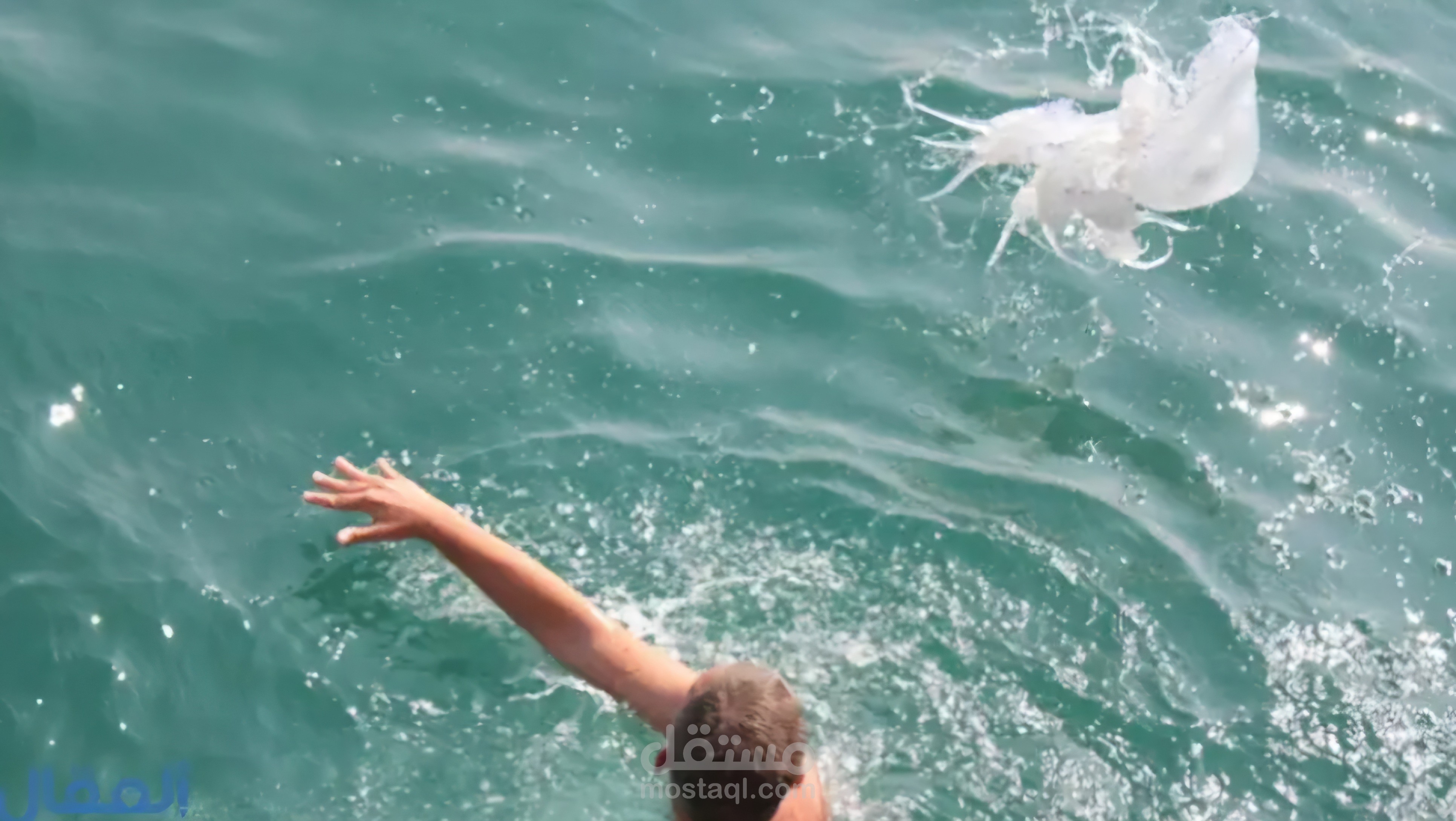 كيف تتعامل مع لسعات قناديل البحر بصورة صحيحة؟