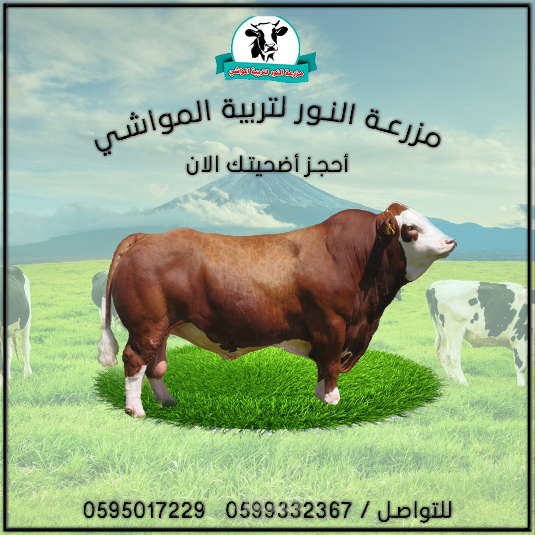 تصميم سوشيال ميديا