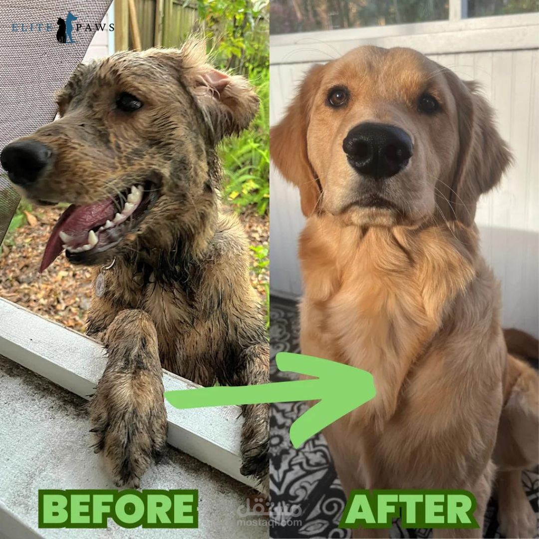 فيديو اعلاني لمتجر حيوانات اليفة|| مونتاج فيديو