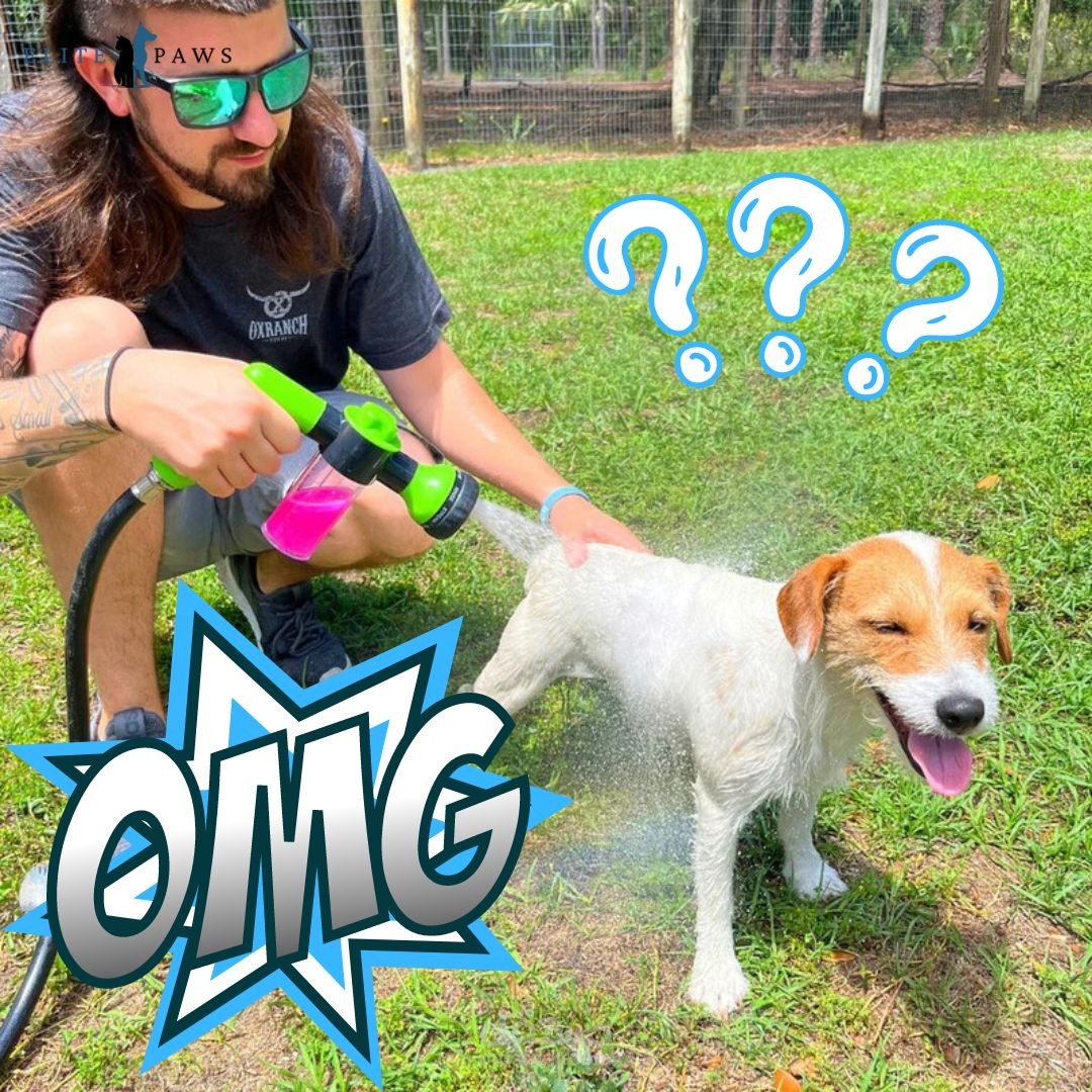 فيديو اعلاني لمتجر حيوانات اليفة|| مونتاج فيديو