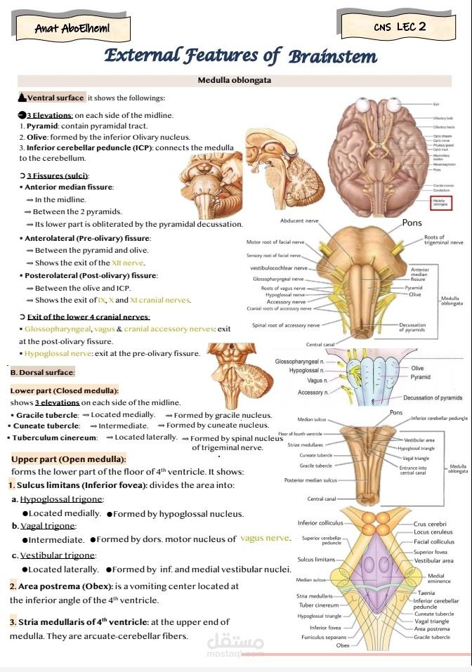 شرح مواد الطب المختلفة للمرحلة الأكاديمية (المستوى الأول والثاني والثالث)