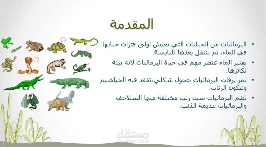 عرض بوربوينت عن الضفدع