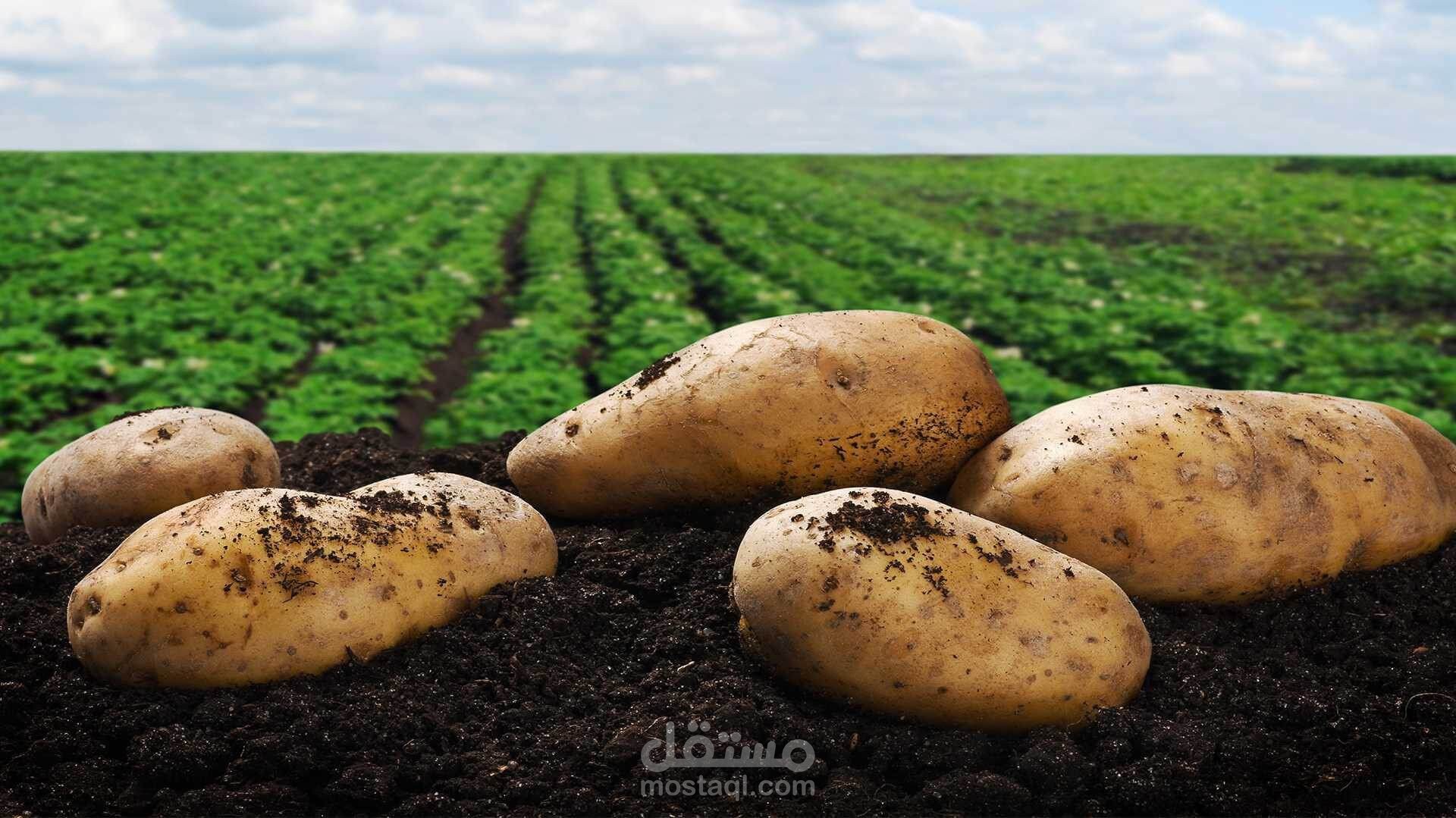 استراتيجية العمل والخطة التسويقية مشروع زراعة وانتاج البطاطس