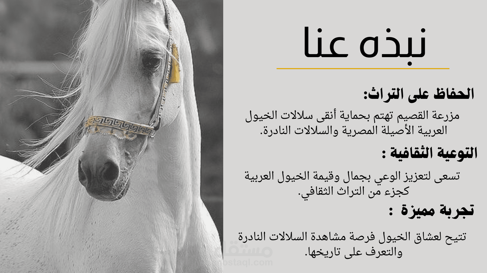 تصميم عرض تقديمي إبداعي عن تراث الخيول العربية الأصيلة