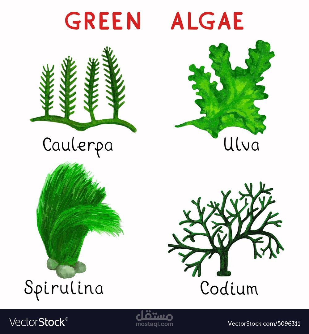 إعداد أبحاث و باوربوينت