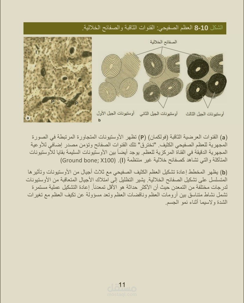 ترجمة مشروع تخرج في علم النسج بعنوان "النسيج العظمي"