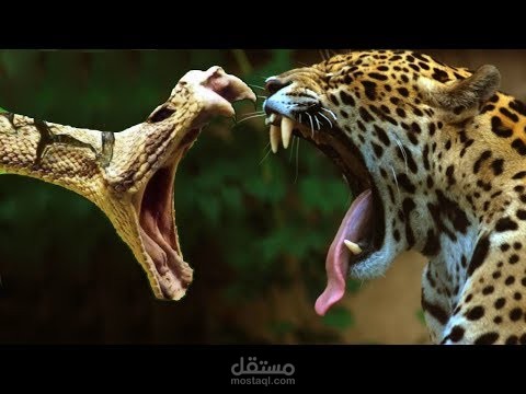 تعليق احترافي صراع فتاك