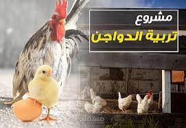 كل ما تريد معرفته عن تربية الدواجن