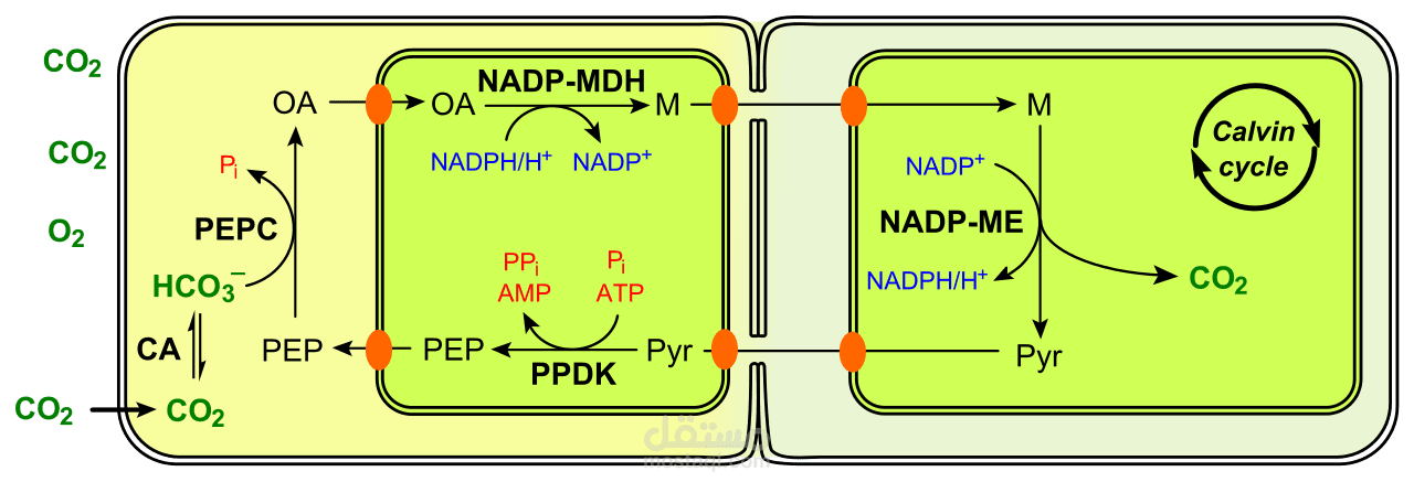 رسالة دكتوراة "تأثير بعض المعاملات الكيمائية على التمثيل الضوئي والتنفس الضوئي لبعض أصناف فول الصويا" Effect of some chemical substances on photosynesis and photorespiration of soybean verities"