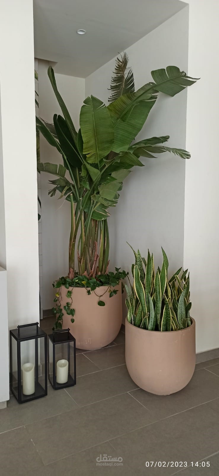 interior plants