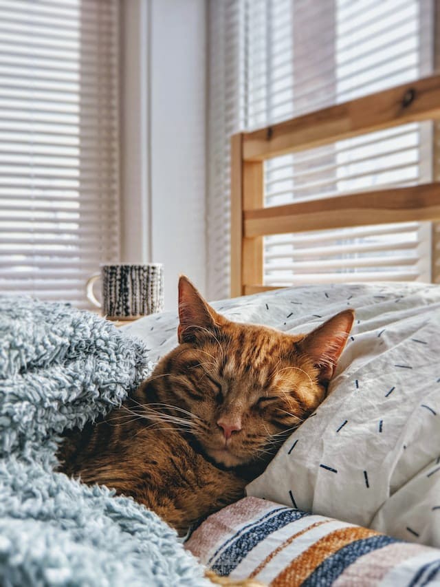 Home Remedies For Stuffy Nose In Cats