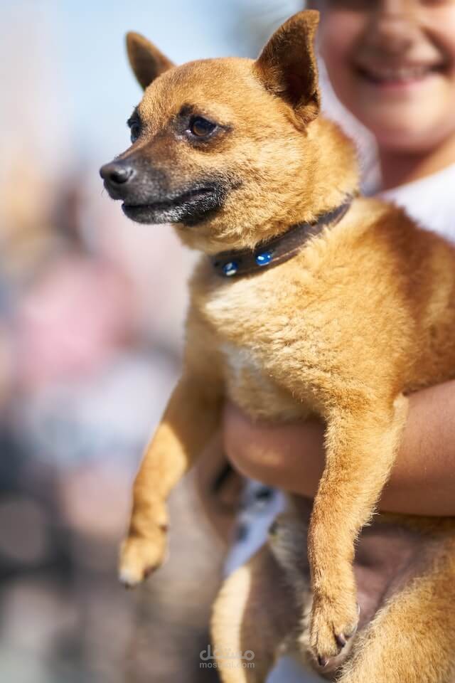 Evendale Blue Ash Pet Hospital